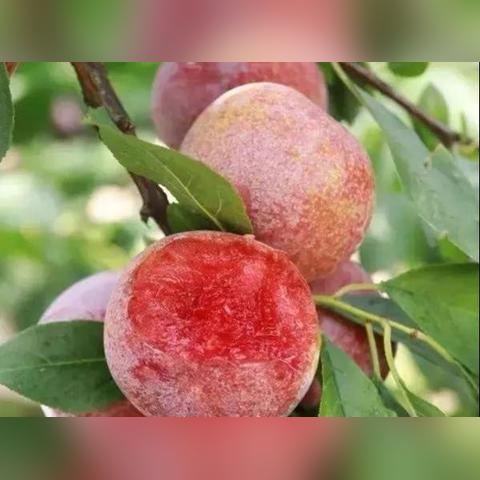 (四季物语 季节传说)探讨季节物语的深层含义及其在文学和文化中的重要性